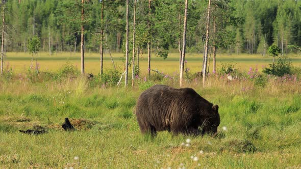 Brown Bear Ursus Arctos in Wild Nature Is a Bear