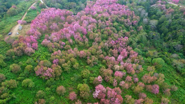 An aerial view from a drone over the Himalayan Cherry tree in a beautiful forest