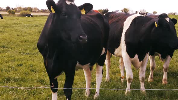 Herd of cattles in a field