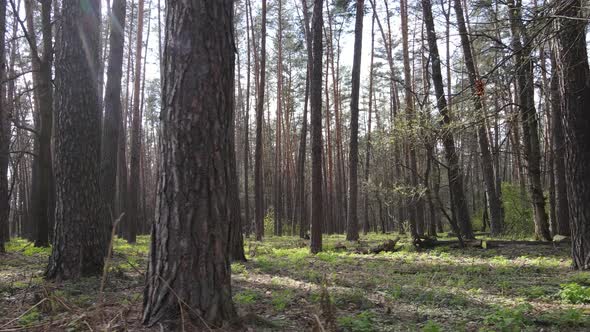 Beautiful Forest Landscape Aerial View Slow Motion