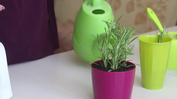 A Woman Waters Transplanted Rosemary Sprouts From A Watering Can. Treats Them With Water From A Spra