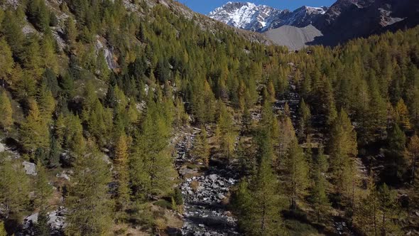 Autumn forest in Val Masino, Sondrio, Italy