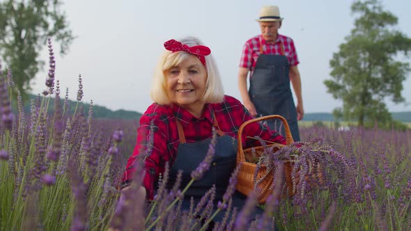 Senior Farmer Worker Grandmother Woman in Organic Field Growing Gathering Purple Lavender Flowers