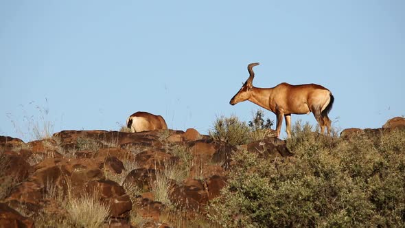 Red Hartebeest Antelopes