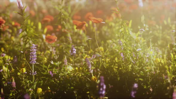 Real Field and Flowers at Sunset