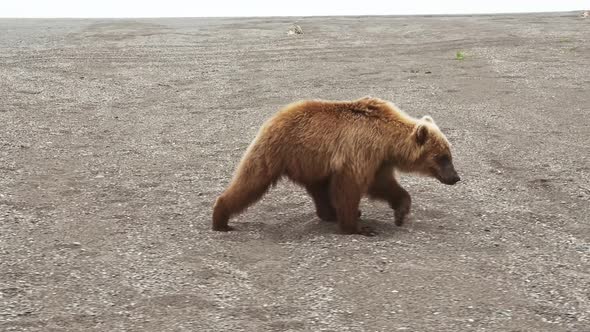 The Kamchatka Brown Bear Walks Through the Rocky Landscape