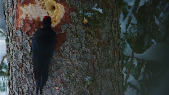 A black woodpecker is pecking a hole