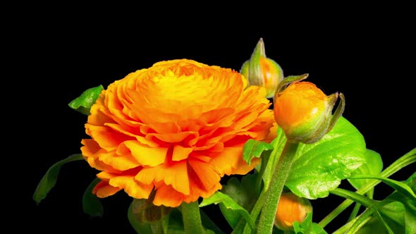 Closeup of a Ranunculus or Buttercup flower are blooming, time-lapse with alpha channel