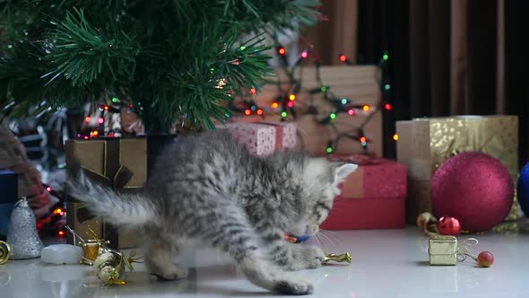 Cute Tabby Kitten Playing In A Gift Box With Christmas Decoration