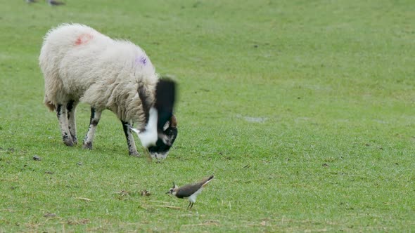 Lapwings fighting in the middle of a grassy field with a grazing sheep in the background, North Penn