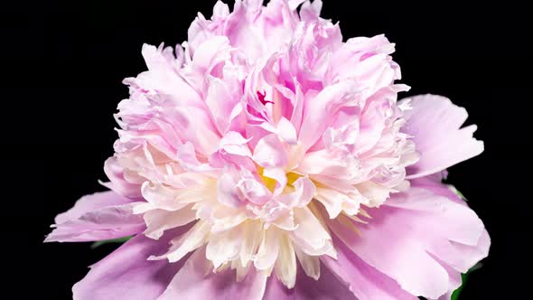 Pink Peony Blooming in Time Lapse on a Black Background. Tender Flower Moving Pentals Close Up  alt