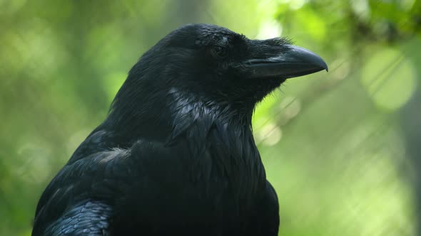 Common Raven Corvus Corax Also Known As the Northern Raven