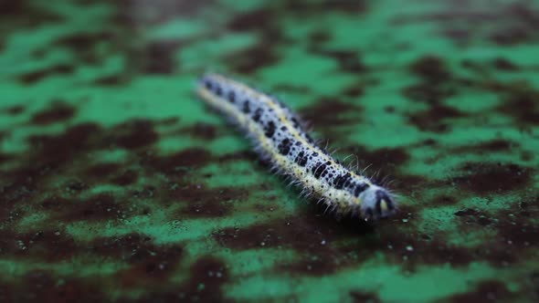 Spotted Caterpillar Moving On Green Surface