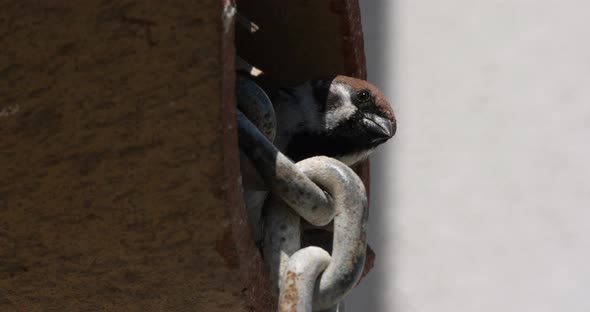 A domestic sparrow under a tiled roof