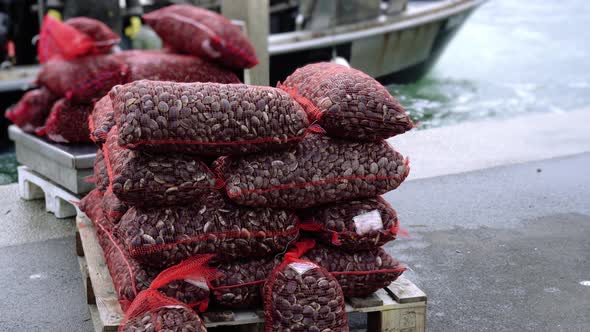 Worker Walks Past Bags with Fasolari Molluscs in Sea Port