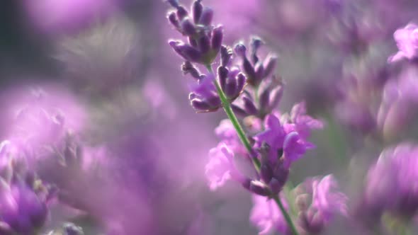 Blooming Lavender in a Field at Sunset