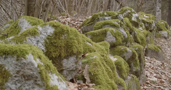 rocks covered with moss on a road in the middle of the woods on the Italian Alps 4k slow motion