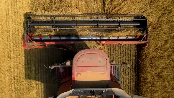 Close Up of a the Combine Harvesters Harvest Wheat on a Yellow Field