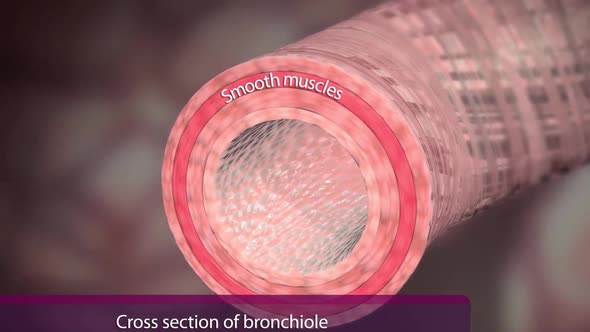 Bronchi are plural for bronchus and represent the passageways leading into the lungs.