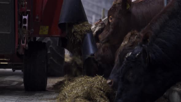 Low angle shot of bale shredder feeding Norwegian cows with fresh silage grass indoors in barn.