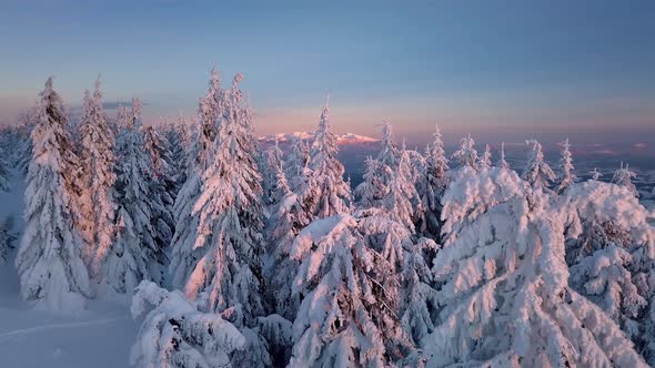 Snowy Winter Forest Landscape in Frozen Mountains