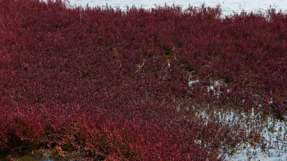 Salicorne salt marsh, Guerande,Loire Atlantique,France