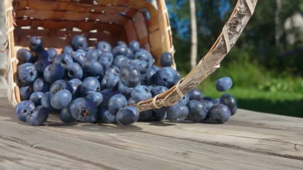 Blueberries Are Poured Out From a Basket