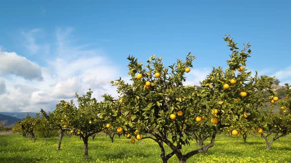 Orange Tree with Sky Background