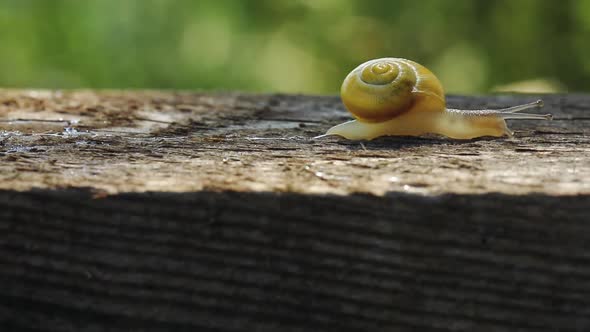 Snail Creeps Through The Board In The Garden