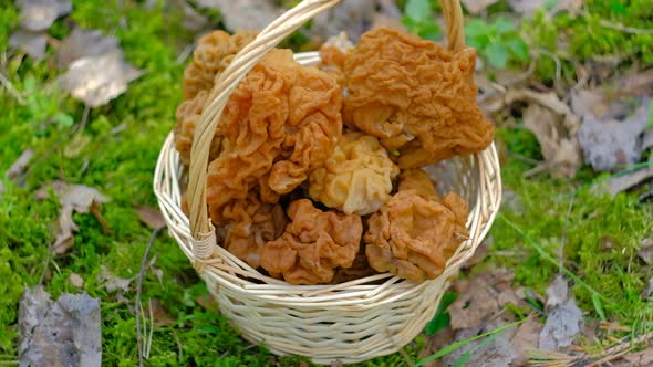 Wicker Basket with the First Gyromitra Gigas