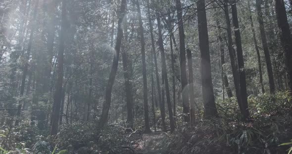 POV Walking Through Forest As Sun Shines Through Trees, Water Drops Falling As Snow Melting. Look Up