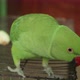 Beautiful Green Parrot Standing on Bird Cage, Pet Parrot - VideoHive Item for Sale