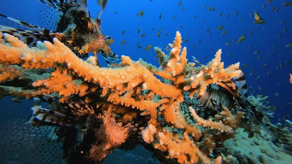 Underwater Lionfish