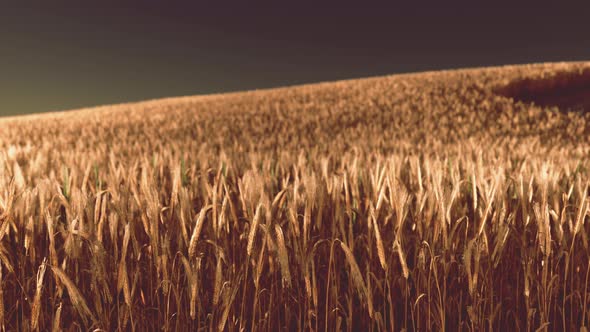 Golden Wheat Field at Hot Summer alt
