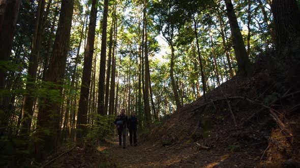 Static low angle, couple walk towards camera on shaded forest trail