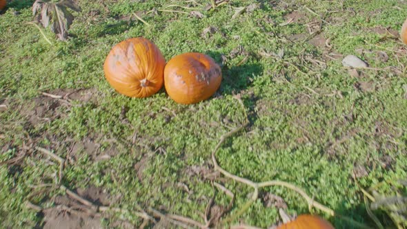 Pumpkin Field Overview October Food