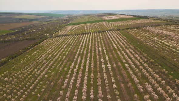 Aerial View of Flowering Orchard in Spring and Agricultural Fields