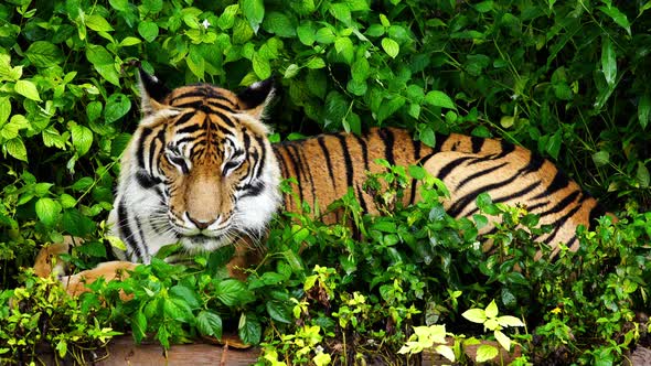 bengal tiger resting in the forest