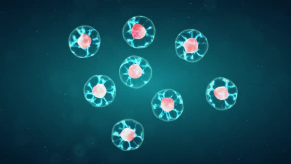 Mitosis, The Process Of Cell Division And Multiplication