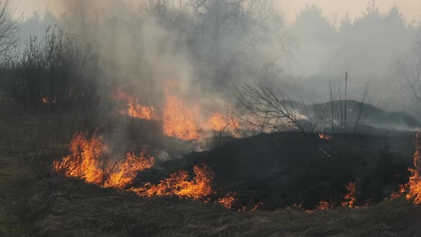 Fire in the Forest Burning Dry Grass Trees Bushes Flame and Smoke Wildfires