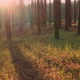 Wonderful Sunrise in Pine Forest - VideoHive Item for Sale