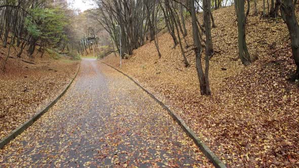 Autumn park in November 2