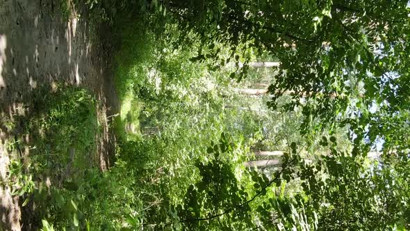 Vertical Video of a Forest with Trees in Ukraine