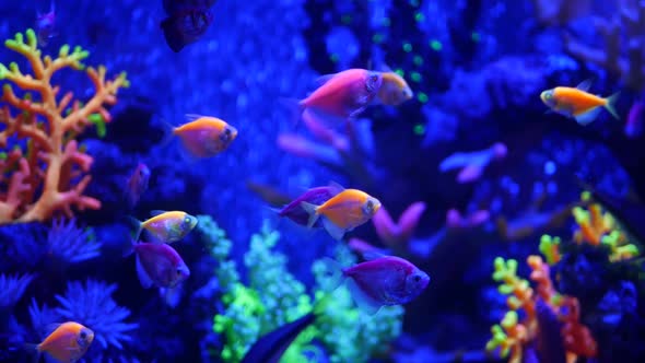 Colorful Vivid Fishes Glow, Violet Aquarium Under Ultraviolet Uv Light, Purple Fluorescent Tropical