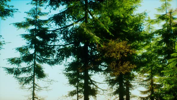 Green Cone Trees in Bright Sun Light