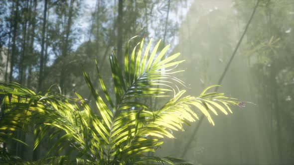 Bright Light Shining Through the Humid Misty Fog and Jungle Leaves