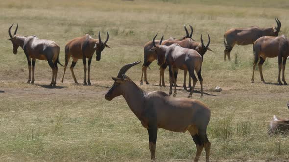 Topi antelope herd in Maasai Mara