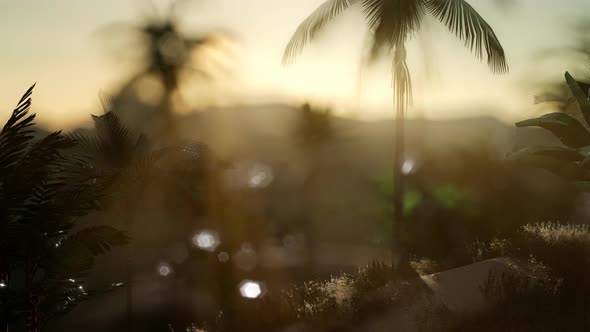 Coco Palm Trees Tropical Landscape alt