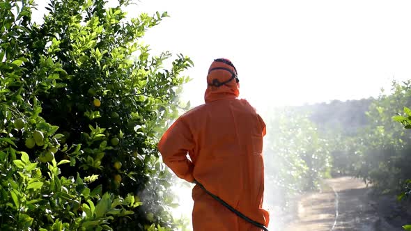 Man spraying toxic pesticides, pesticide, insecticides on fruit lemon growing plantation