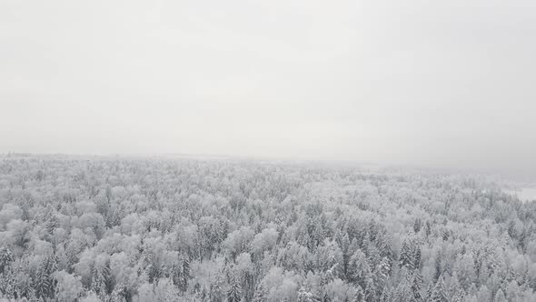 Snow Covered Forest in the Afternoon with Fog Shot on the Throne at Christmas